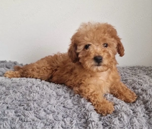 Mini Toy Pudel  Weibchen in Apricot Farbe 