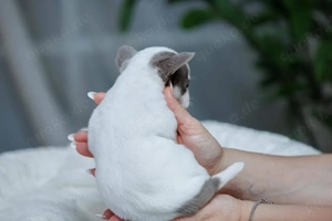 süßer Chihuahua-Welpe zur Adoption     