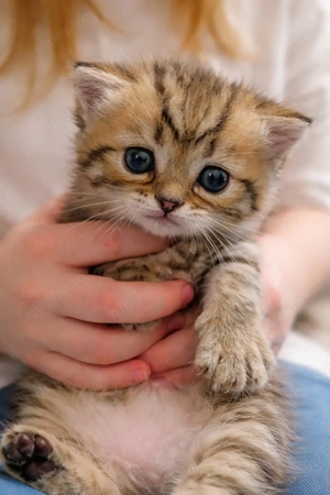kitten  bkh Junge  NY24  reinrassig Getiegert tabby golden bleck 