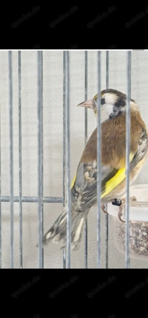 Biete hier Stieglitz Damaskus von 2025