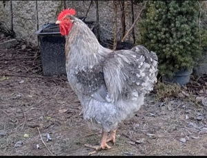 Junger Orpington Hahn, lavender mottled 