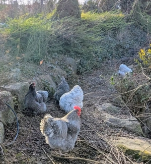 Junger Orpington Hahn, lavender mottled  Bild 2