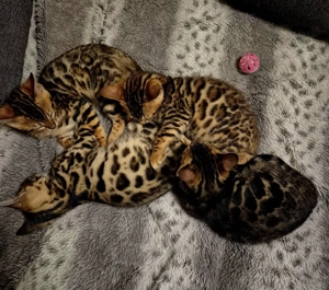 Süße reinrassige Bengal Kittens 