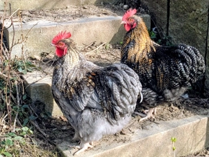 2 junge Hähne Zwerg-Orpington 