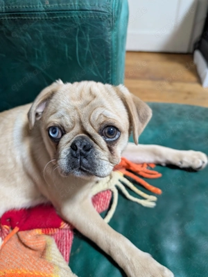 Noch ein süßes Retromops Mädchen zu vergeben.