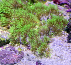 Lebendgestein aus Meerwasseraquarium  voller Mikrofauna & Aufwuchs