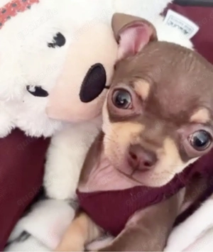 chihuaua rehpinscher