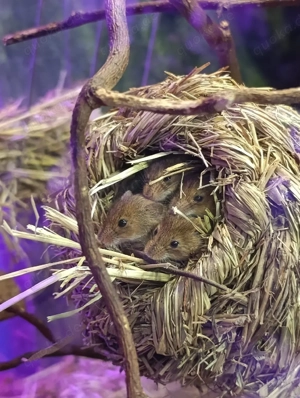 +Rarität+ Eurasische Zwergmaus 