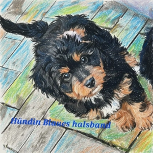 Mini Aussiedoodle Mädels dürfen ausziehen 