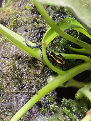 Ranitomeya amazonica "Arena Blanca" Bild 5