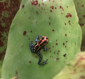 Ranitomeya amazonica "Arena Blanca" Bild 4