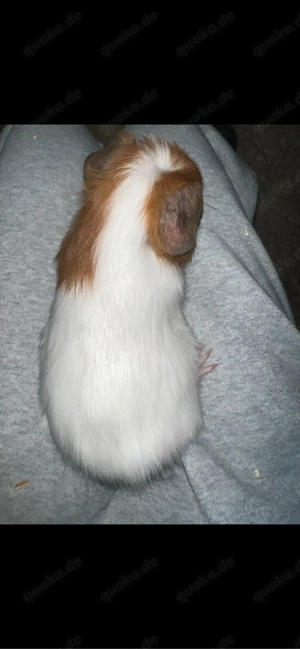 5 meerschweinchen böcke 