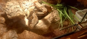 Suriname boa Männchen 