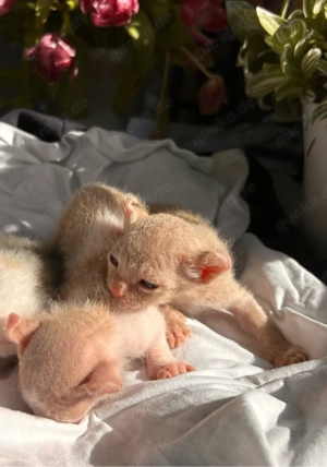 Elf Sphynx Brush Kitten zu verkaufen 