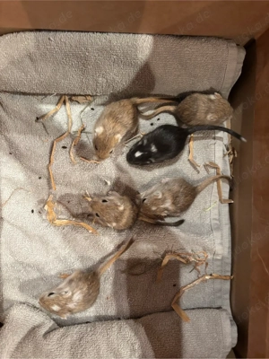 Rennmaus, mongolische Wüstenrennmaus, Gerbil Nachwuchs 