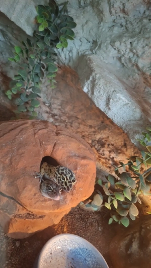 Leopadgeckos abzugeben Bild 3