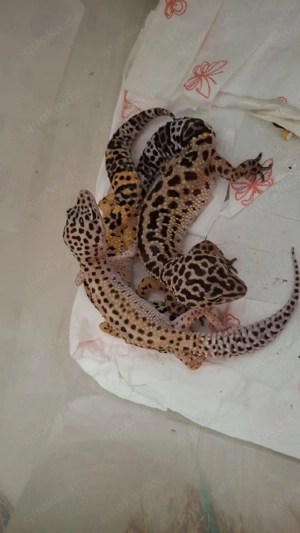 Leopadgeckos abzugeben Bild 2