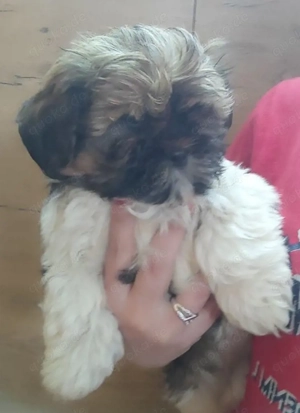Welpen reinrassige Shih tzu 