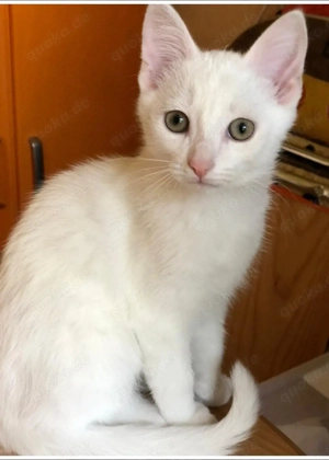 Zwei süße weiße Katzen suchen ein liebevolles Zuhause