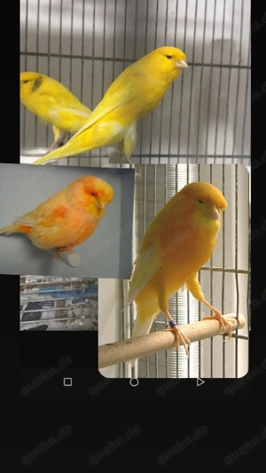 ich suche Kanarienvögel 30 oder 40 Stück 