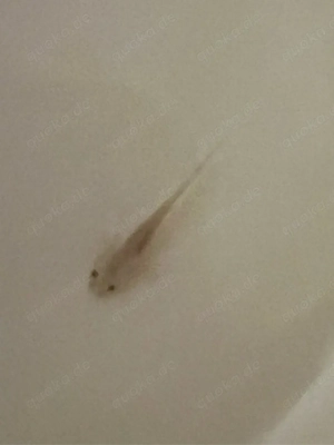 Axolotl Monsterchen Babys ab April 