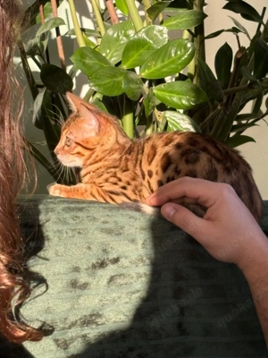 Reinrassiges Bengal-Kitten