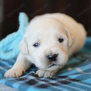 Niedliche und liebenswerte Golden-Retriever-Welpen (männlich und weiblich) suchen ein liebevolles Zu