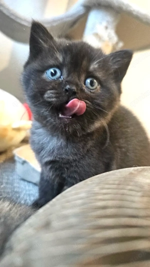 Britisch Kurzhaar Bkh Katze Kitten