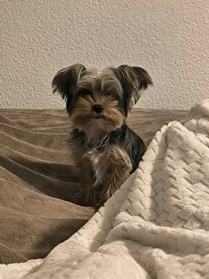 Zuckersüße Yorkshire-Terrier Hündin 