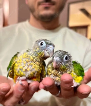   Handzahme Molinasittiche   Pyrrhura Grünwangensittich