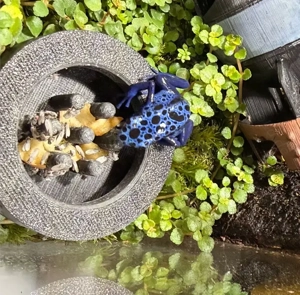 1.1 Dendrobates Tinctorius Azureus 