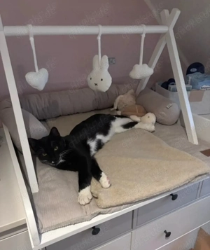 BKH EKH mischlingskatze