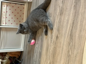 Liebevoller Britisch Kurzhaar Kater sucht neues Zuhause 