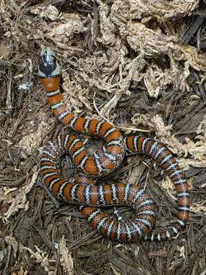NZ Lampropeltis knoblochi