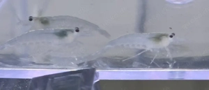 Weiße Amanogarnelen 