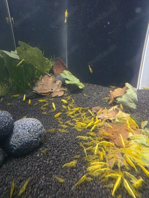 Yellow Fire Zwerg Garnelen 