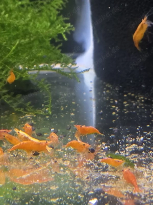 Orange Fire Zwerg Garnelen 