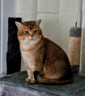 BKH Deckkater Pascha(Nicht zu verkaufen) Bild 10