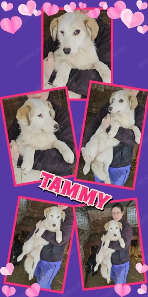 junges, wunderschönes Hundemädchen "Tammy" sucht ein liebevolles neues Zuhause