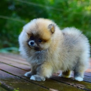 25 % Rabatt für begrenzte Zeit verfügbar