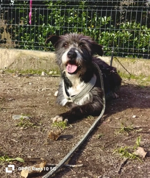 CAMILLO - vom Kettenhund zum Herzenshund?! Bild 9