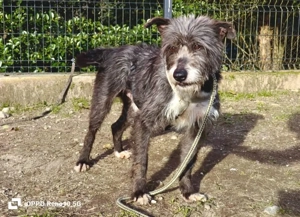CAMILLO - vom Kettenhund zum Herzenshund?! Bild 8
