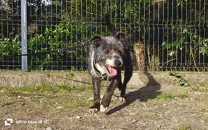 CAMILLO - vom Kettenhund zum Herzenshund?! Bild 4