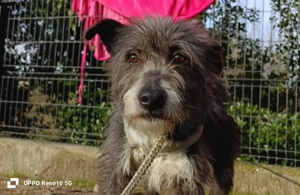 CAMILLO - vom Kettenhund zum Herzenshund?! Bild 3