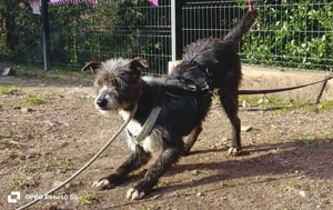 CAMILLO - vom Kettenhund zum Herzenshund?! Bild 5