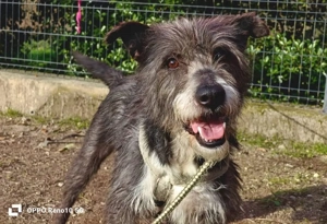 CAMILLO    vom Kettenhund zum Herzenshund?!