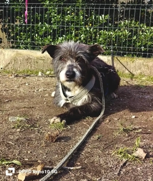 CAMILLO - vom Kettenhund zum Herzenshund?! Bild 10