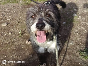 CAMILLO - vom Kettenhund zum Herzenshund?! Bild 6