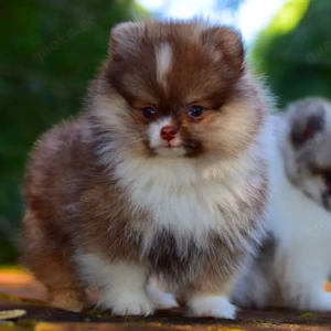 25 % Rabatt für begrenzte Zeit verfügbar