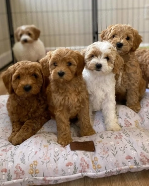 Goldendoodle-Welpen ab sofort verfügbar